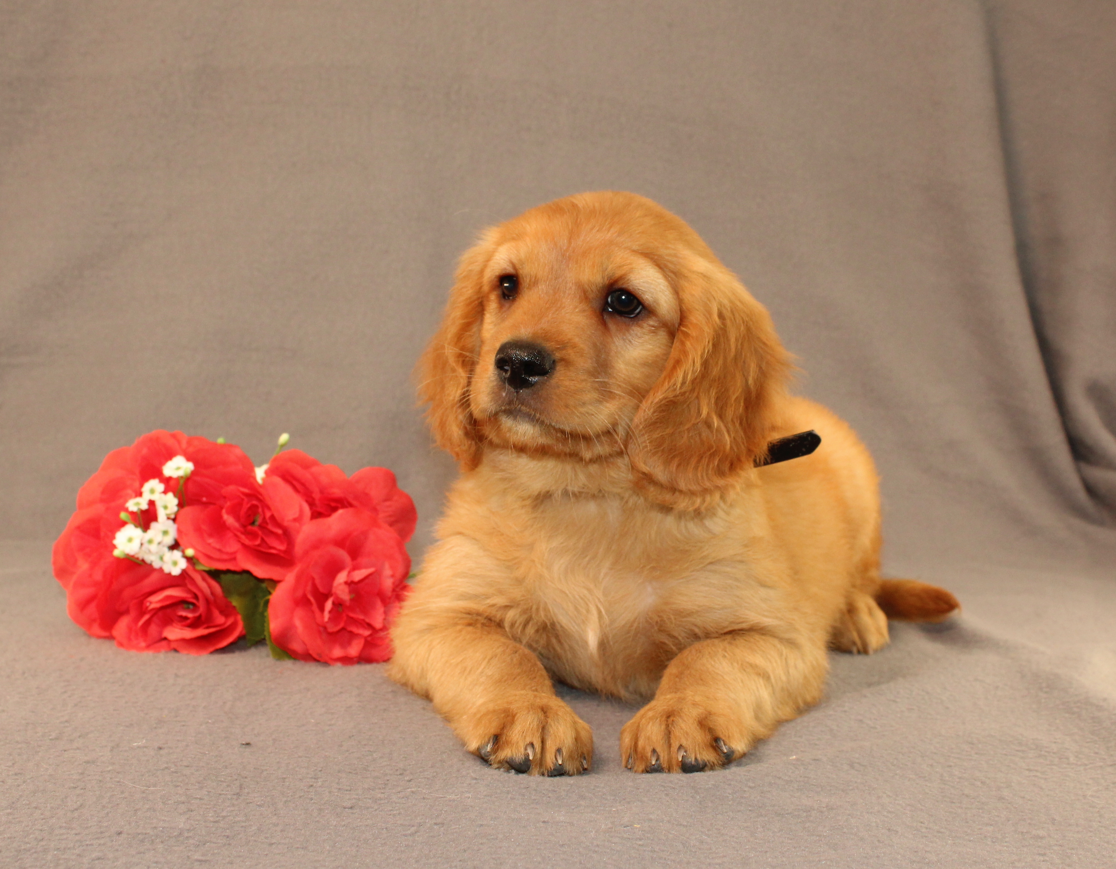 puppy, for, sale, Miniature Golden Retriever, Ivan J. Stoltzfus, dog, breeder, Dornsife, PA, dog-breeder, puppy-for-sale, forsale, nearby, find, puppyfind, locator, puppylocator, aca